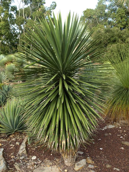 Y-linearifolia-fils2.JPG