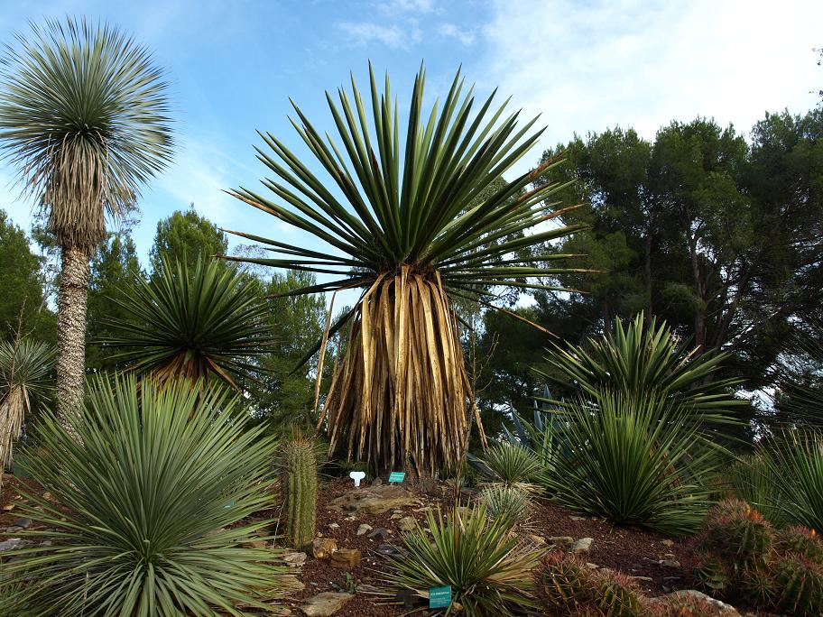 Groupe de trois Yucca faxoniana