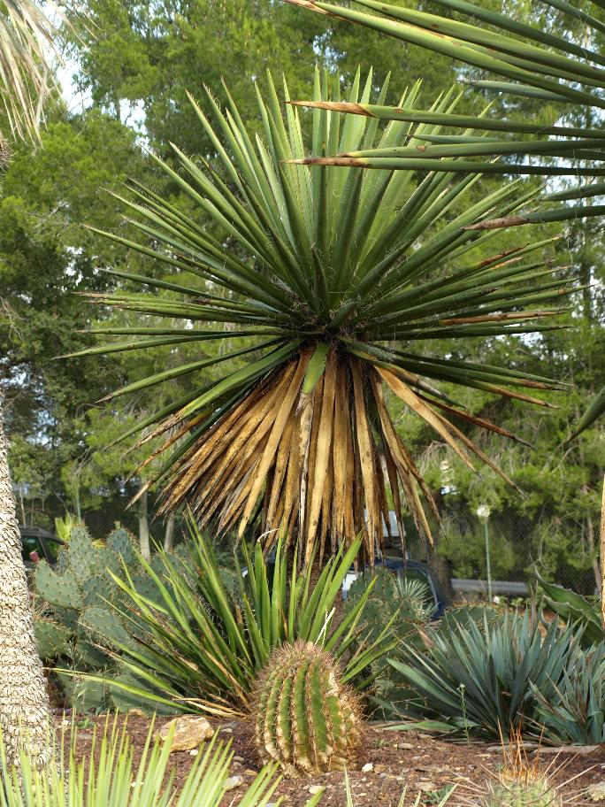 Yucca faxoniana avec quelques rejets à sa base.