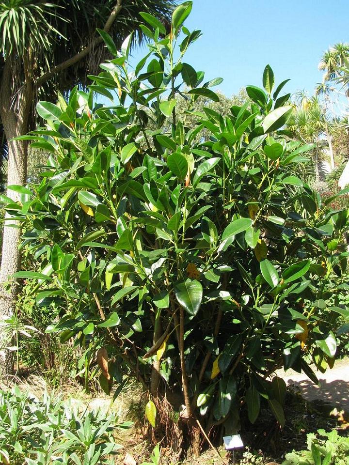 Ficus macrophylla.JPG