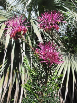 Isopogon formosus 300 x 400.jpg