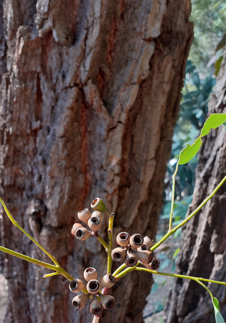 Eucalyptus_delegatensis_barkm.jpg