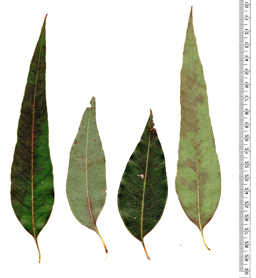 Eucalyptus_delegatensis_lv1m.jpg