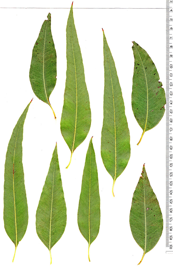 Eucalyptus_delegatensis_lvm.jpg