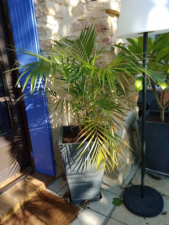 Dypsis Lutescens rapporté de Martinique il y a 10ans (il a végété 5 ans dans un petit pot)