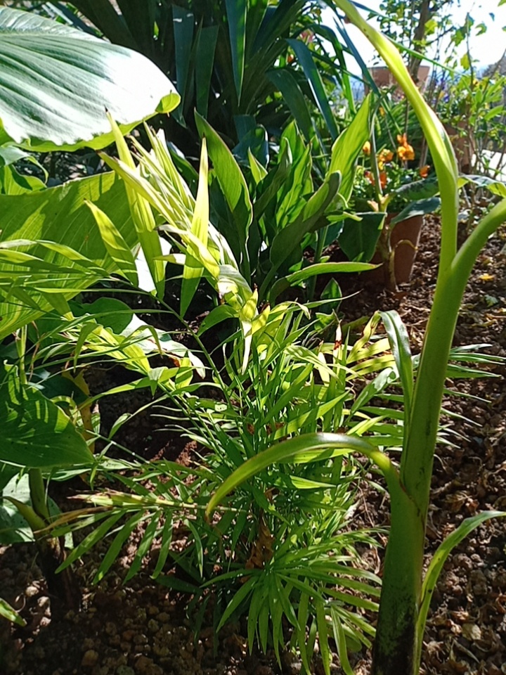 Expérience de culture de chamaedorea élégants à l'extérieur planté en mai