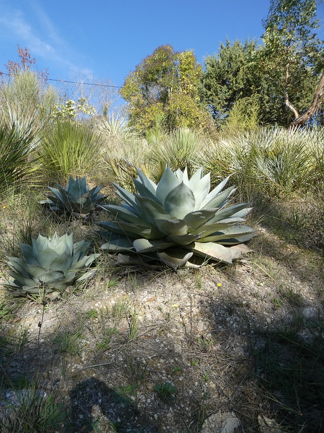 Agave_ovatifolia.JPG