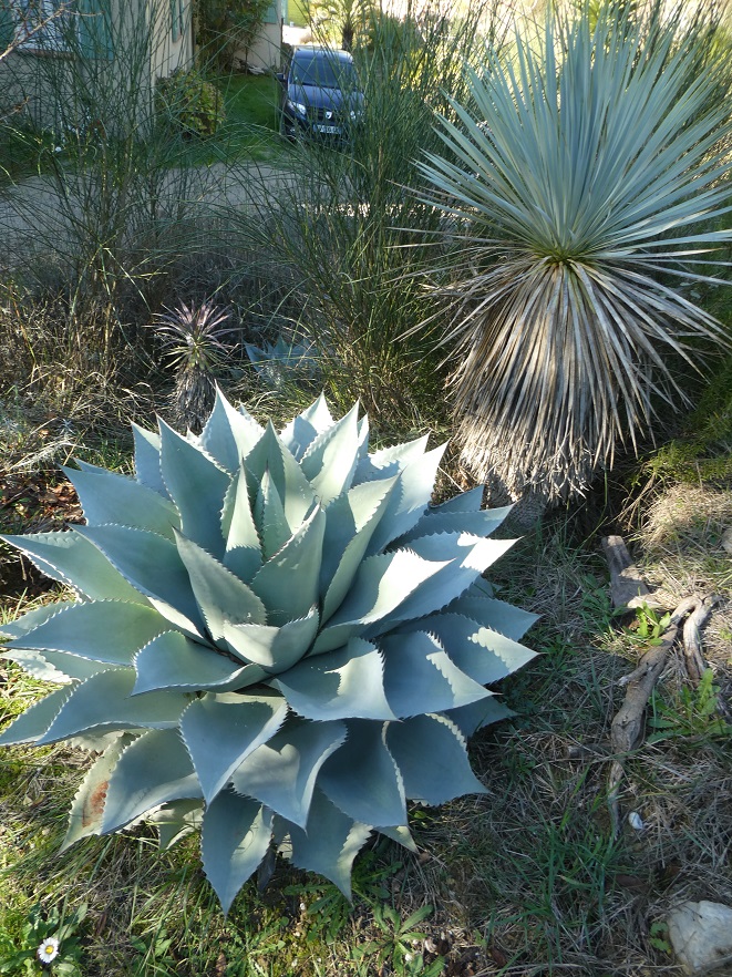 agave_yucca.JPG