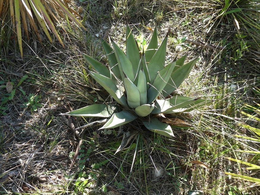 agave_victoria.JPG