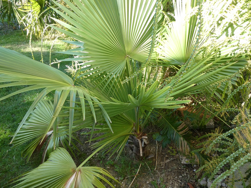 brahea_edulis.JPG