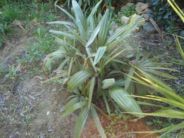DSC00534.JPG