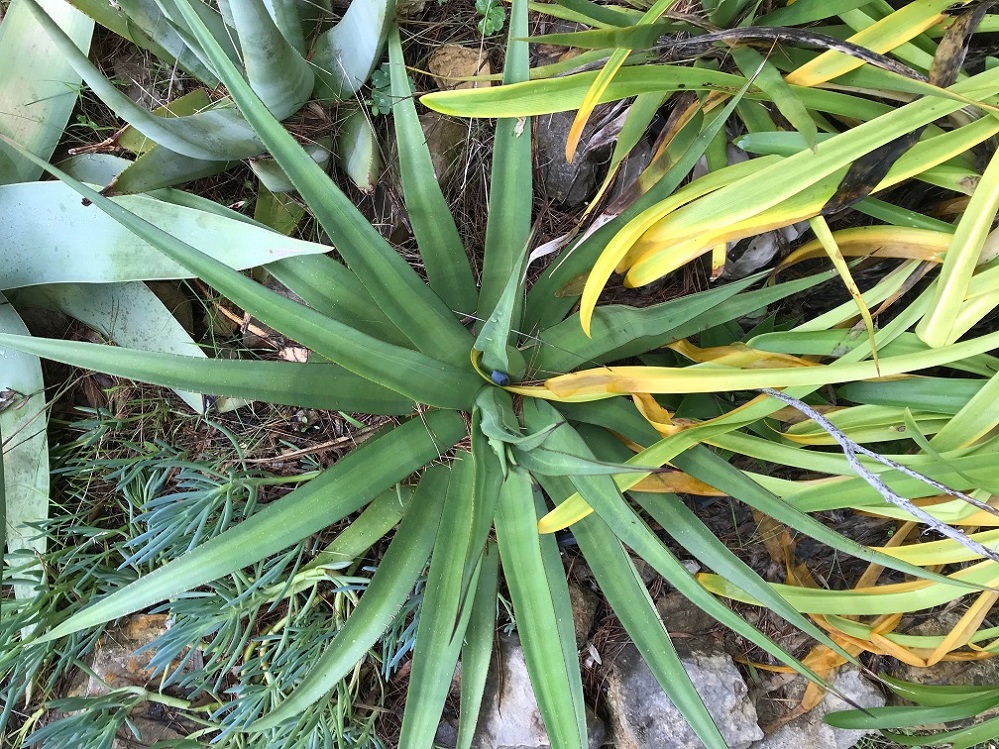 Agave_LophantaXBracteosa.jpg