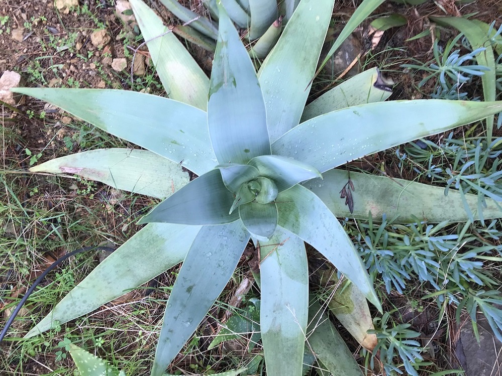 Aloe_striata.jpg