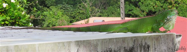 Un iguane mâle de belle taille!.jpg