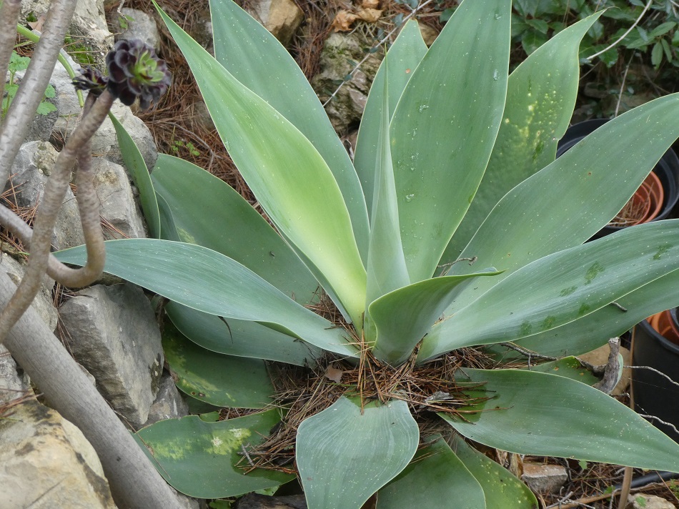 Agave_atenuata.JPG