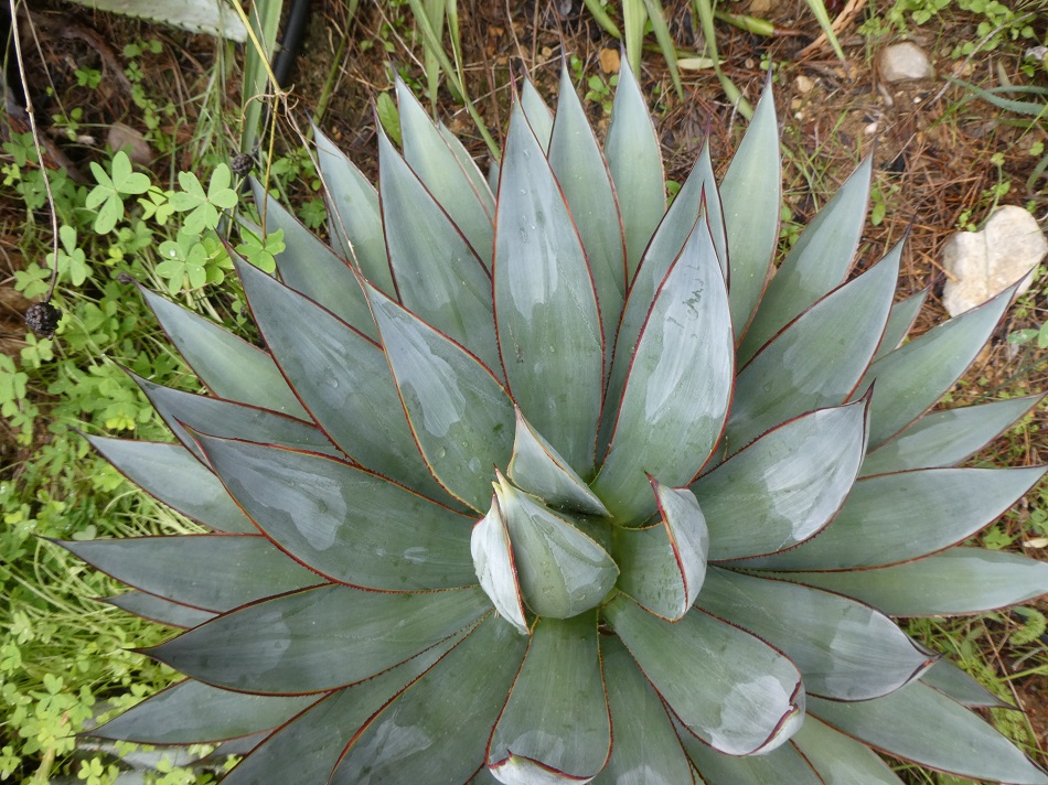 Agave_blueglow.JPG