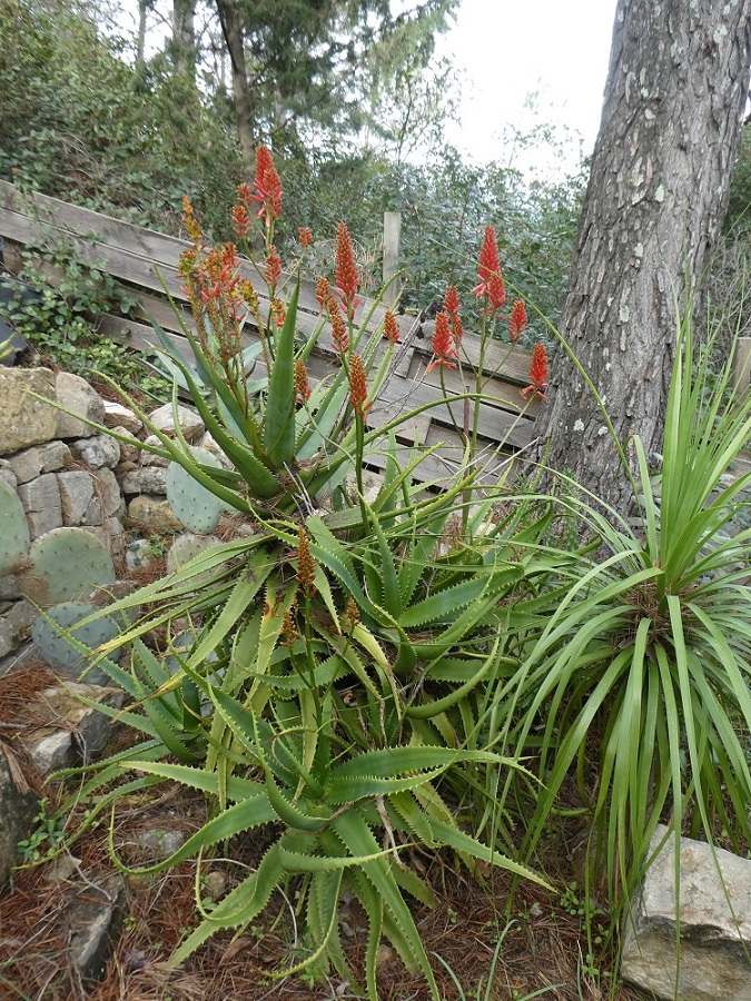 Aloe fireball.JPG