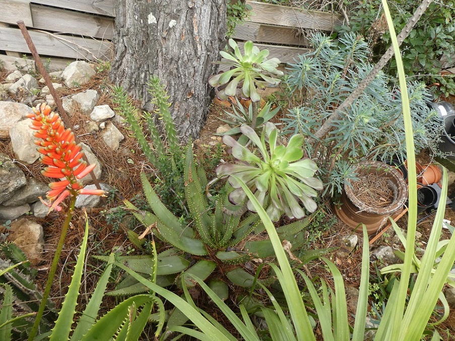 Aloe_aculeata.JPG