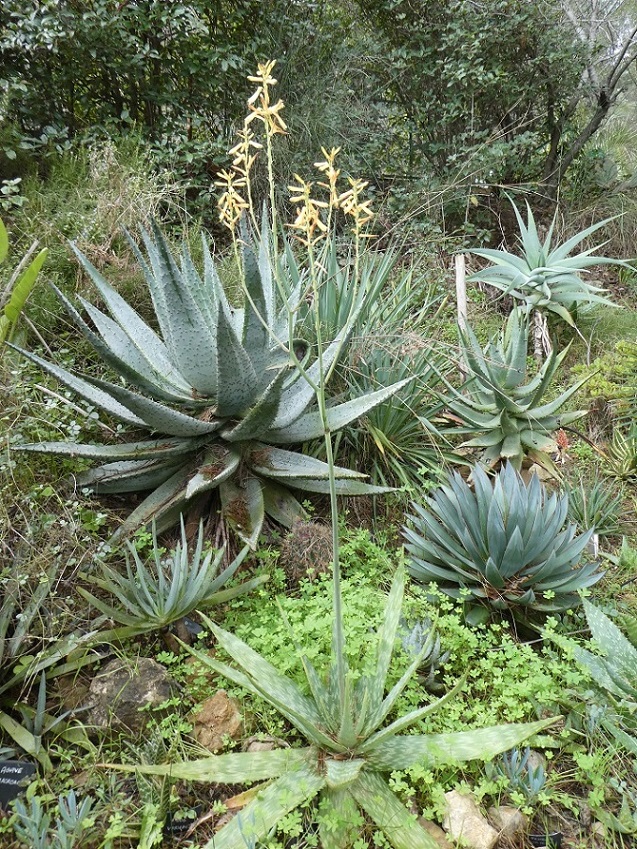 Aloes.JPG