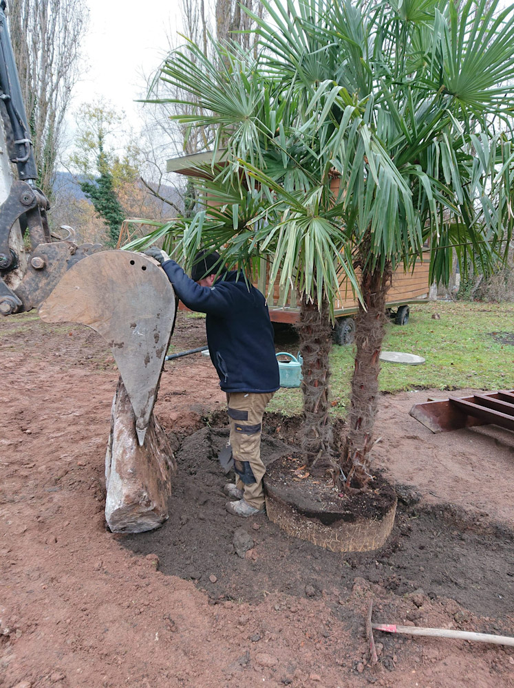 Plantation d'hiver