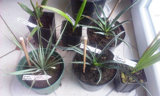 Trachy wagnerianus, latisectus, Yuccas filifera (2), rostrata, Phoenix theophrasti