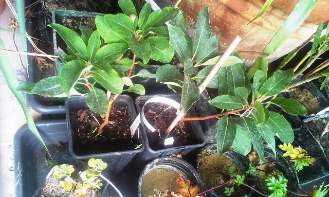 Arbutus thuretiana (2), arbousiers dont l'écorce se desquamme laissant apparaître un tronc vert pistache