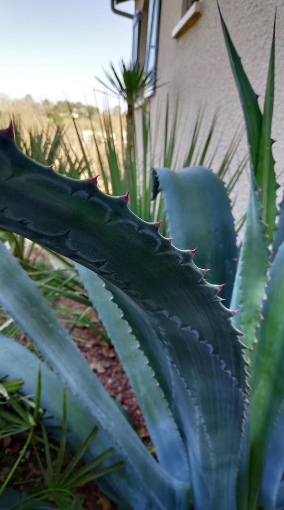 AGAVE SUD 2.jpg