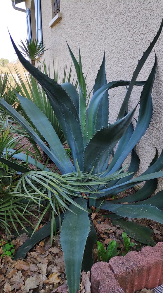 AGAVE SUD 3.jpg