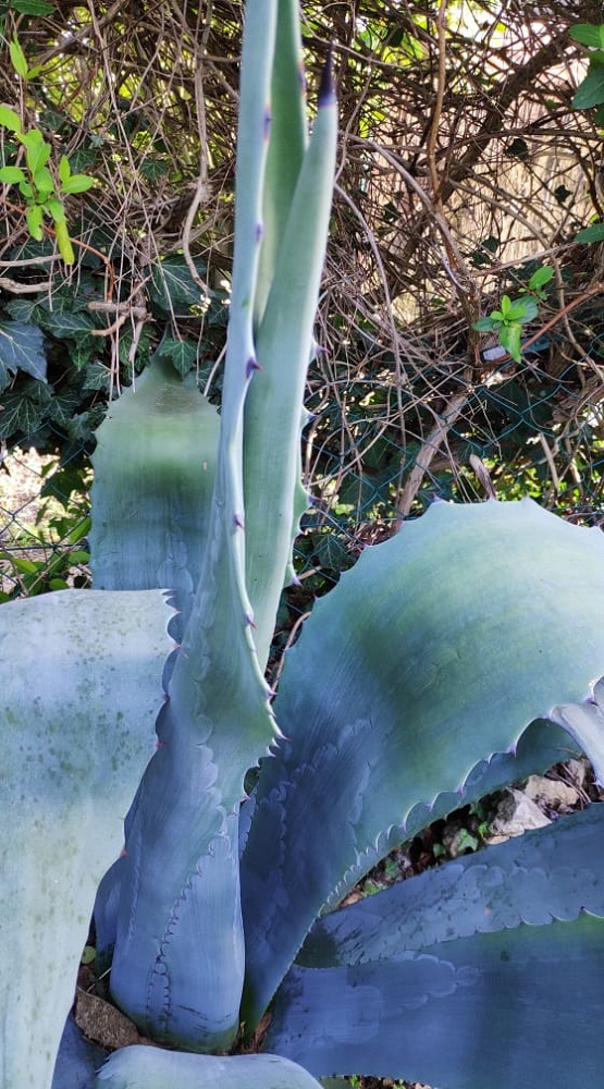 AGAVE PORTAIL 3.jpg