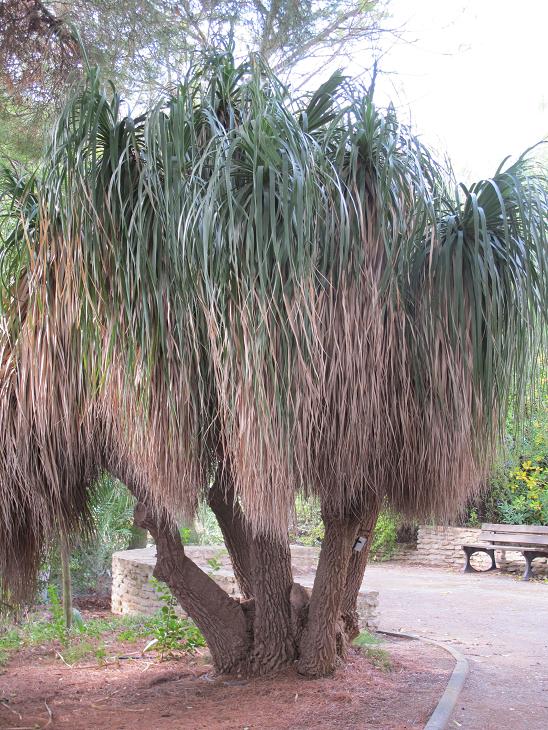 Nolina longifolia, vénérable exemplaire.