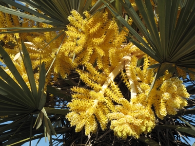 Trithrinax , mimosa d'automne.jpg