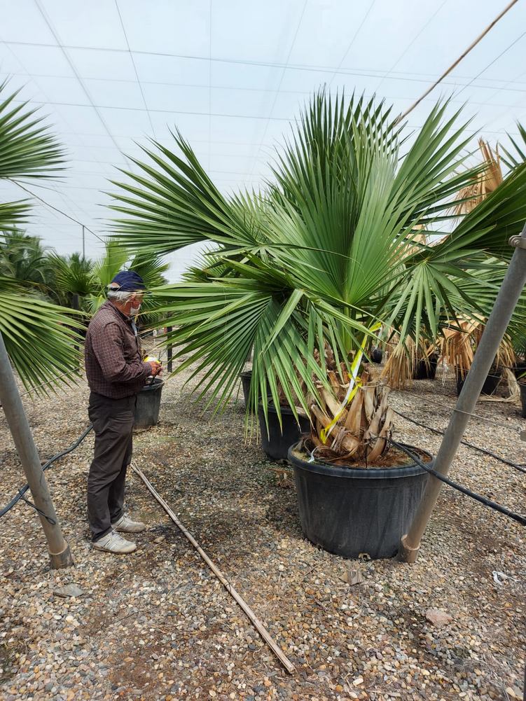 Sabal palmetto (00A).jpeg