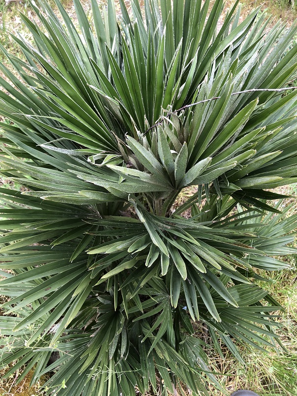 IMG_3146 - CHAMAEROPS HUMILIS VULCANO COMPACTA.JPG