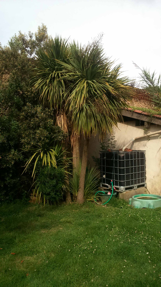 Un pied multiple de cordyline largement divisé. Sa hauteur est de 3,5 à 4 m je pense (citerne de 1 000 litre à côté pour comparer, posées sur 2 rangées de parpaings). Elle avait gelé jusqu'au sol en février 2012. Une plus petite est présente à sa gauche (perdue dans l'olivier)