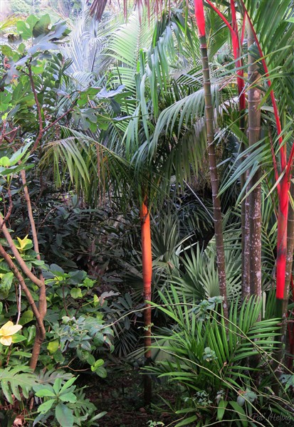 Manchons colorés;au centre l'Euterpe edulis à manchon foliaire orange ce palmier brésilien de la région de Bahia..jpg