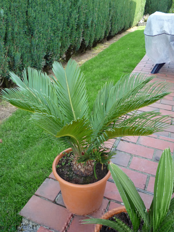 cycas-revoluta-02.jpg