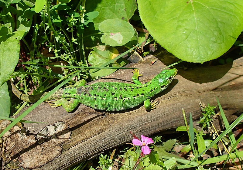 lézard vert.JPG