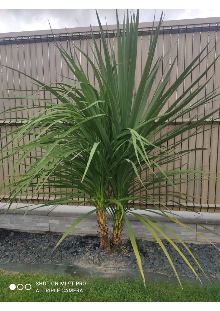 La plante avec 2 pieds