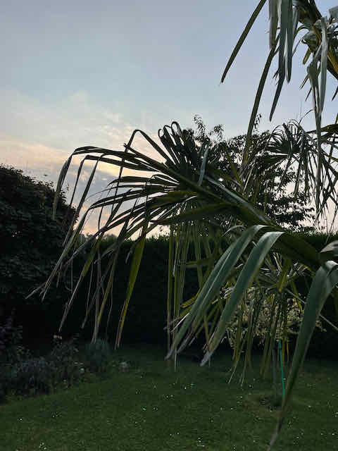 Feuilles palme cassées