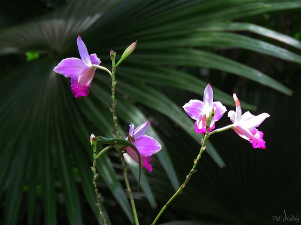 L'orchidée Arundina bambusifolia continuellement en fleurs, attire les petits anolis....jpg