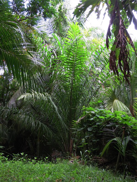L'Elaeis oleracea, le palmier à huile d'Amérique planté en janvier 2013..jpg