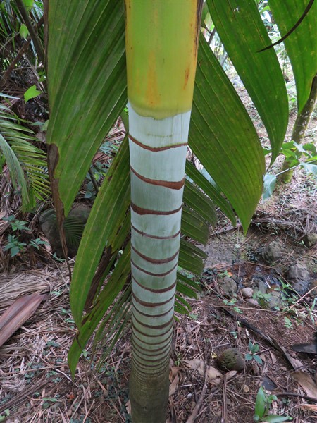 Le Clinostigma samoense au stipe remarquable! Planté en décembre 2013..jpg