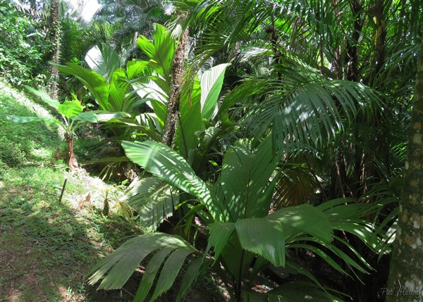 Les Pelagodoxa henriana aussi nombreux que dans leur lieu d'origine. la vallée de Taipivai à Fatu Hiva aux îles Marquises....jpg