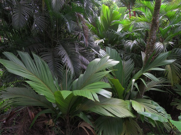 Les Pelagodoxa henriana aux palmes pleines magnifiques!.jpg