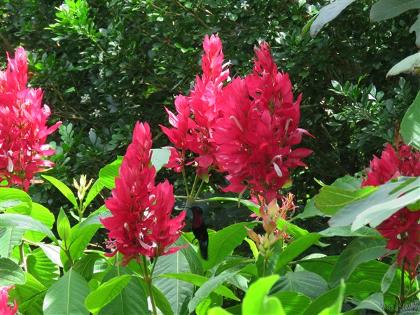 Acanthacées Megaskepasma erythrochlamys , inflorescences visitées par un colibri..jpg