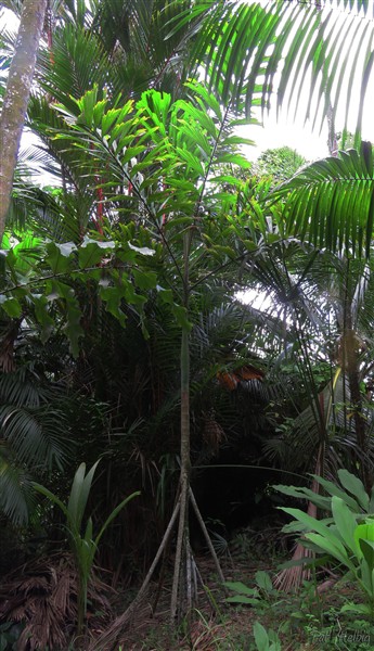Le socratea exorrhiza, planté en décembre 2013,  palmier marcheur, ne tient pas en place....jpg