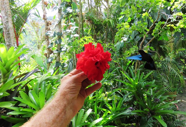 Le colibri en chef toujours curieux lorsque je cueille une fleur....jpg