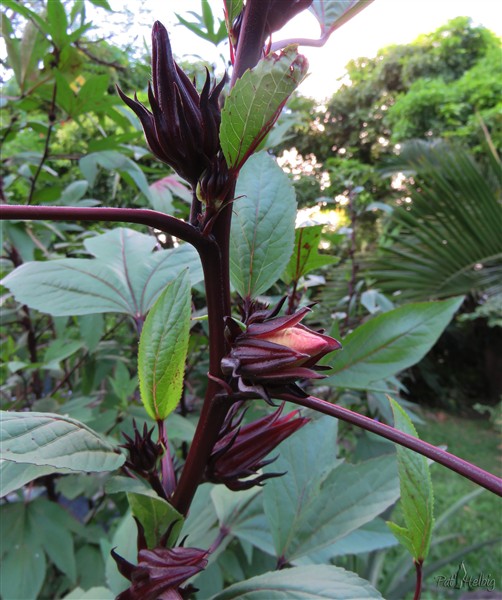 Une fleur apparaît..jpg