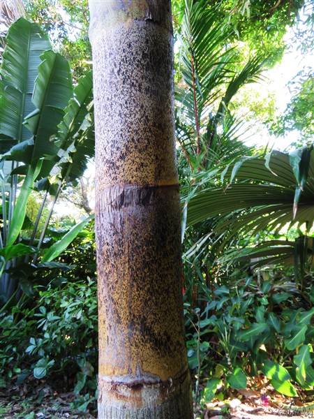 Le stipe tacheté de l'Hétérospathe elata juste sous la base foliaire sur deux segments;en dessous le stipe est de couleur grise....jpg