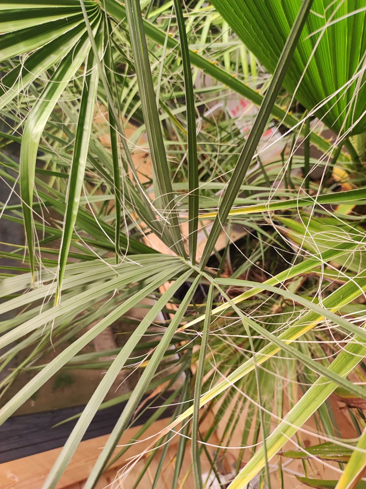 palme.jpg